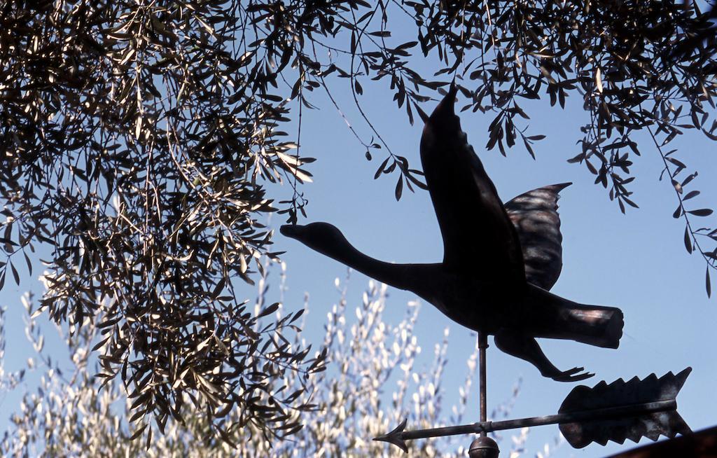 Tenuta Agriturismo Il Risveglio Imperia Buitenkant foto