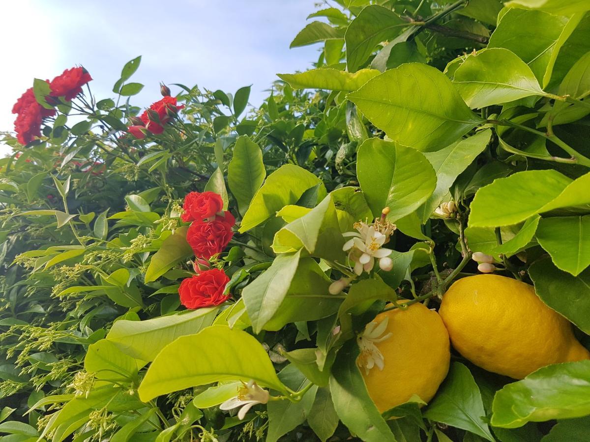 Tenuta Agriturismo Il Risveglio Imperia Buitenkant foto